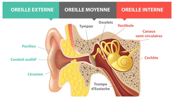 Anatomie Oreille